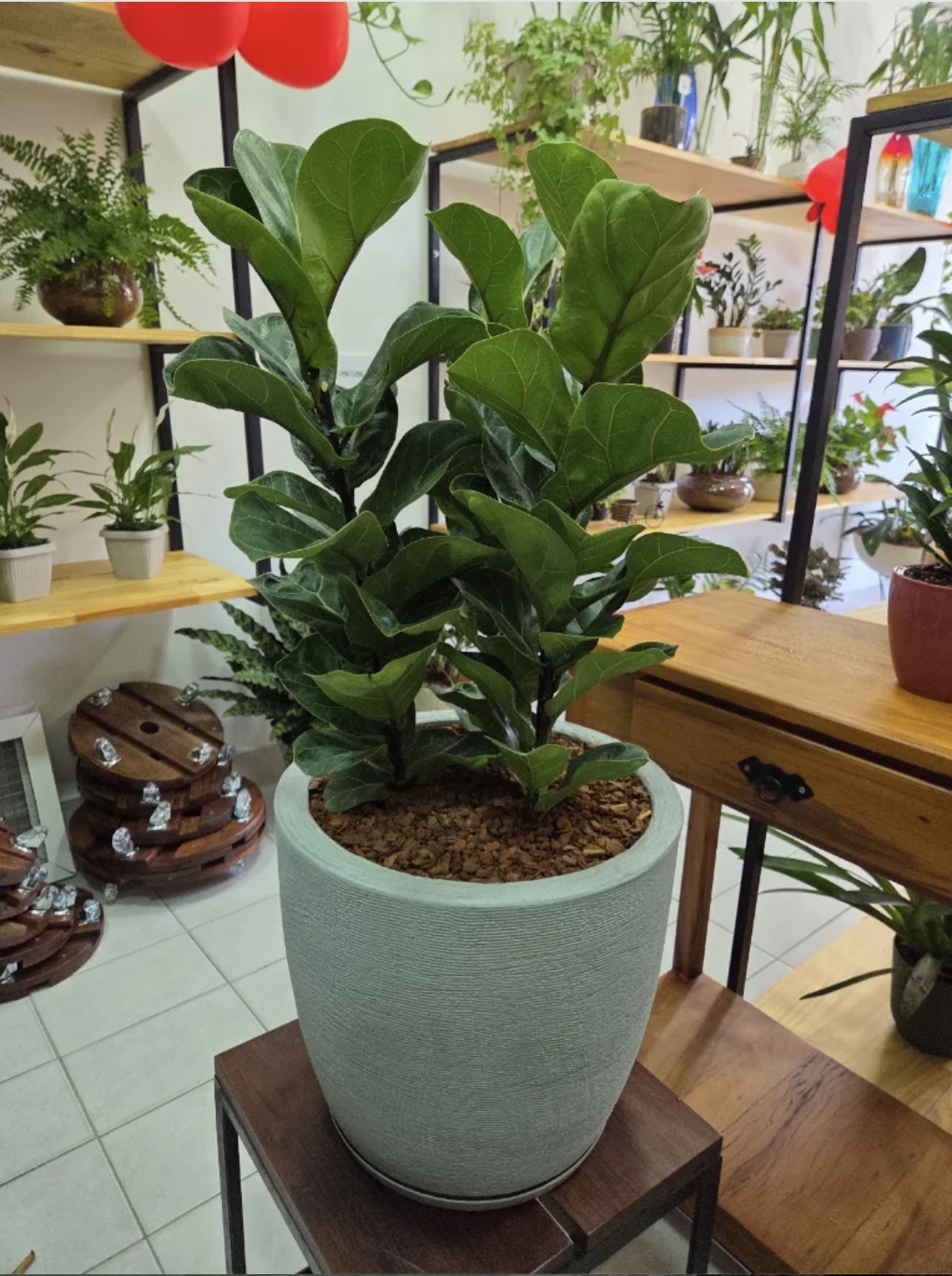 Vaso de cerâmica com ficus lyrata em exposição na L&K Plantas de Interiores